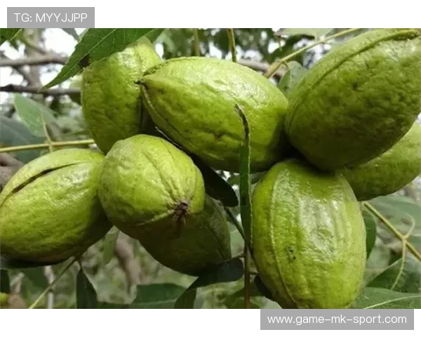 对美墨碧根果发起反倾销调查，商务部公告，墨西哥碧根果价格